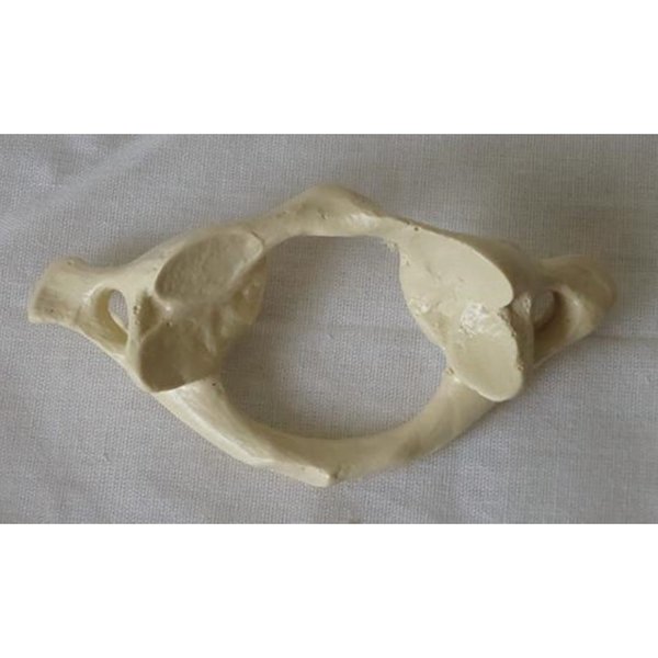 Denoyer-Geppert Anatomical Model, Cervical Vertebra SB13